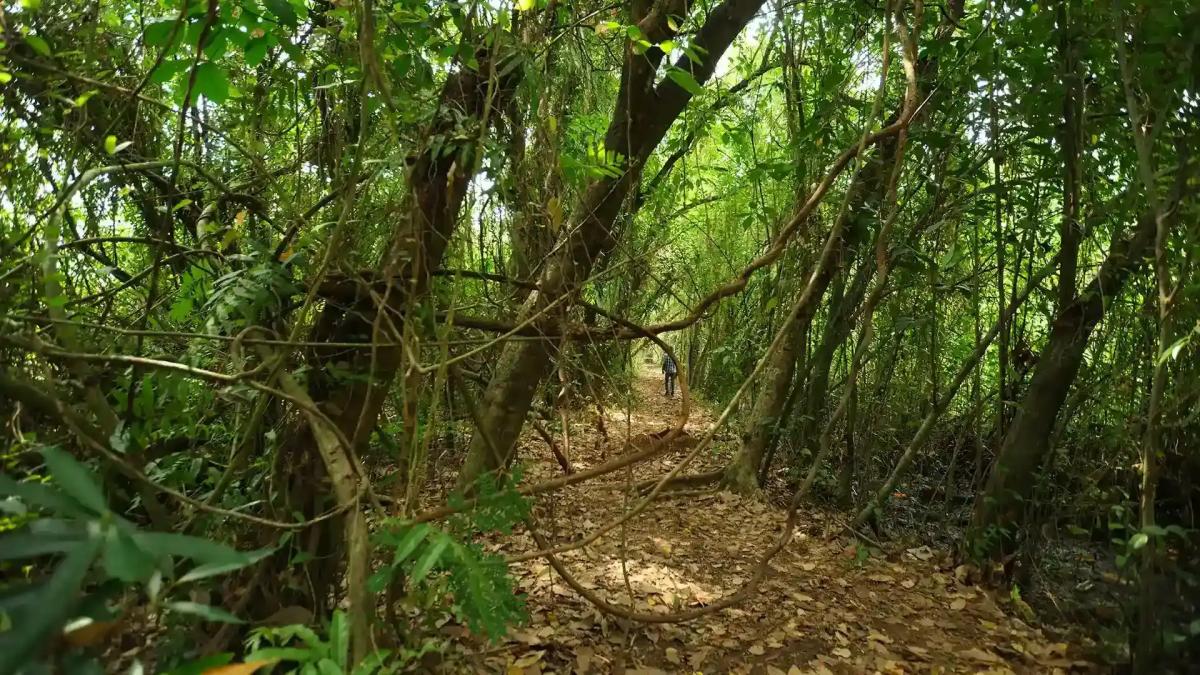 Kumarakom bird sanctuary