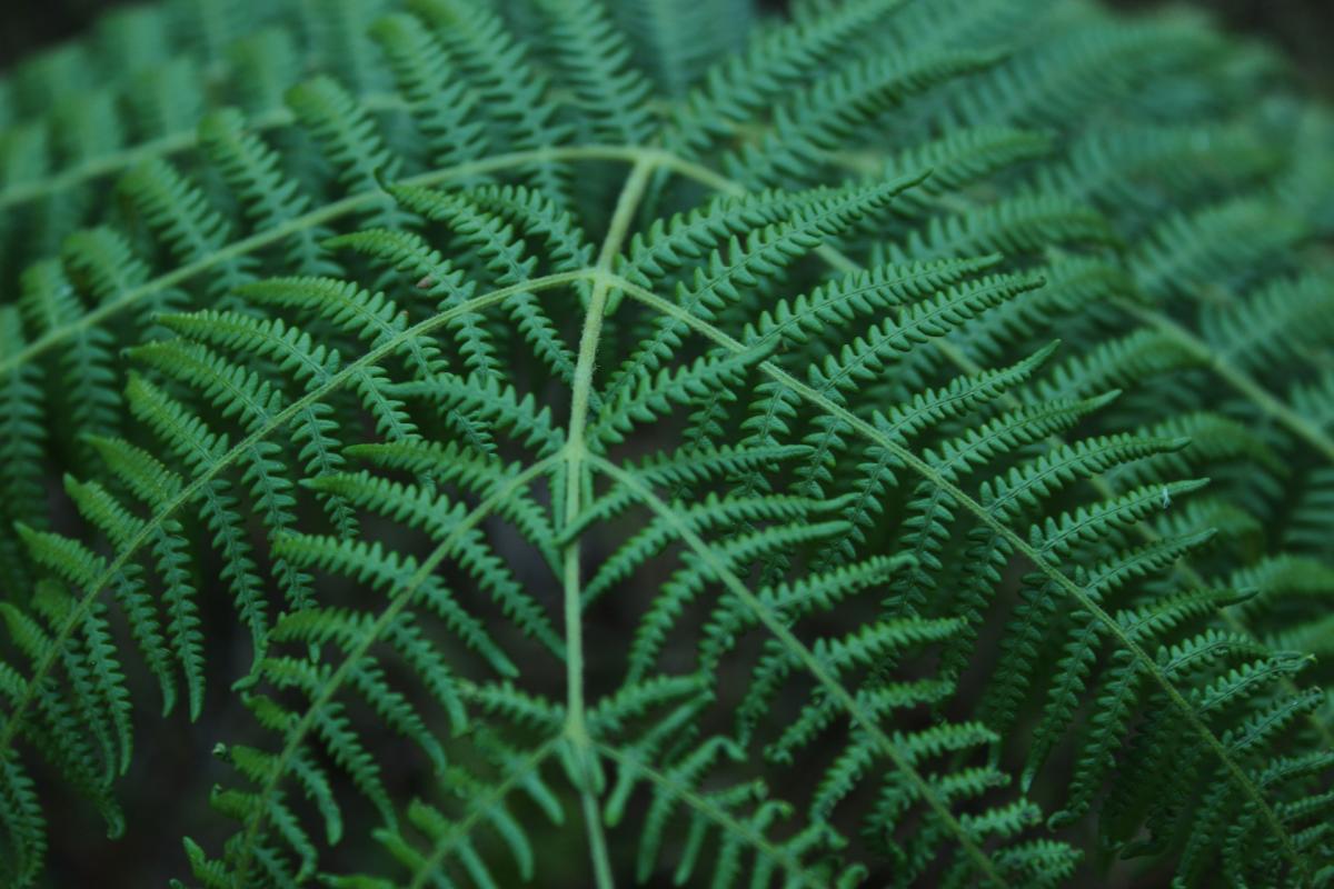 Green fern plant leaves with satisfying frill patterns from Peeramde, Kerala