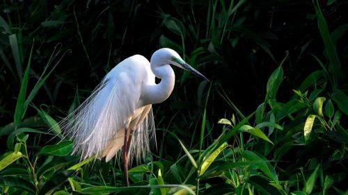 Famous Bird Sanctuaries in Kerala: Complete Birdwatching Guide 2026