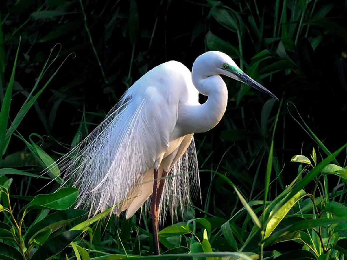 Famous Bird Sanctuaries in Kerala: Complete Birdwatching Guide 2026